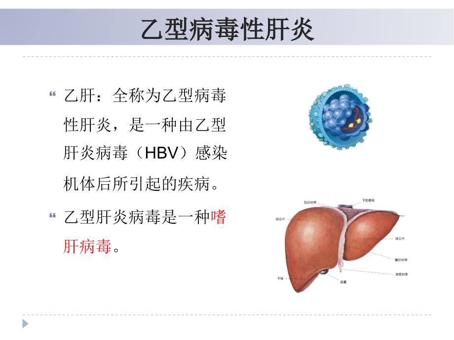 乙肝检验123(贾铁文)课件_第4页