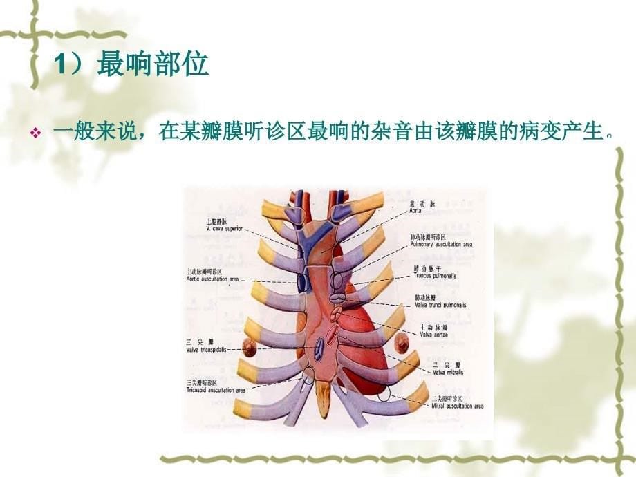 心脏听诊2五年制课件_第5页