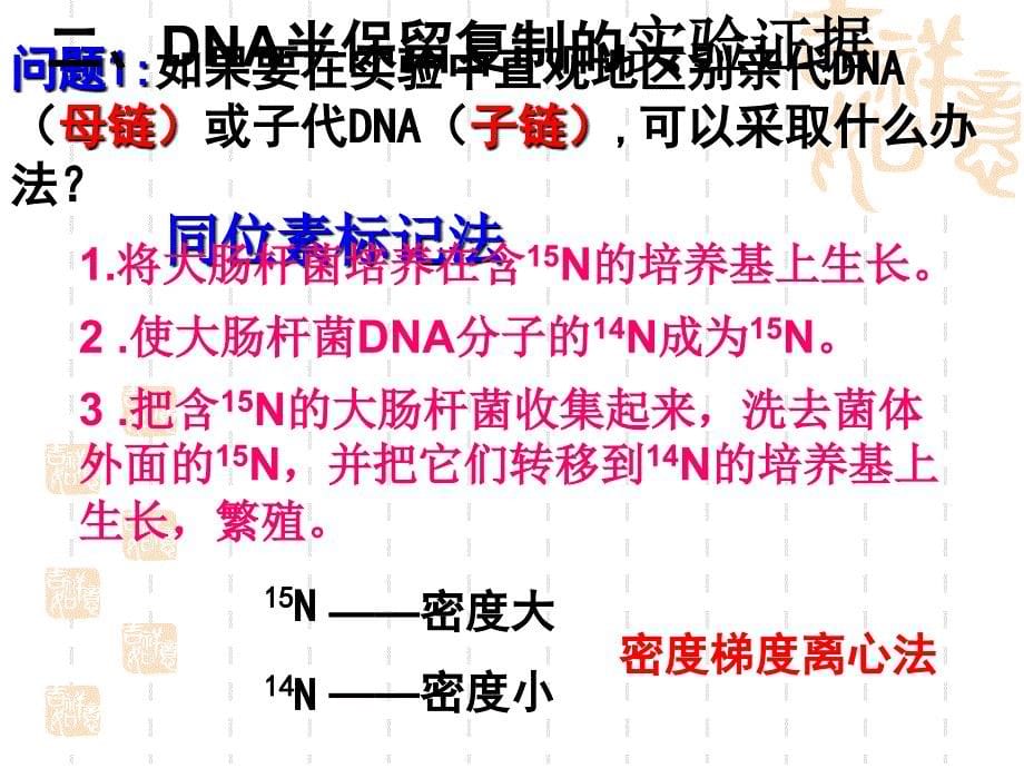 dna分子复制课件(理)_第5页