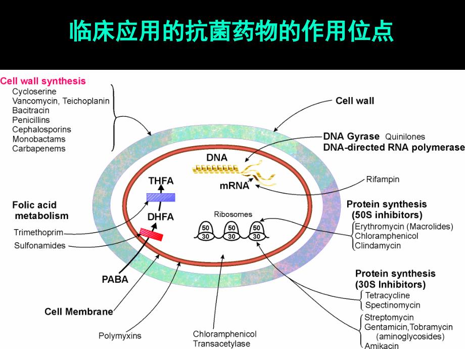 β内酰胺类-大环内l类抗生素应用课件_第3页