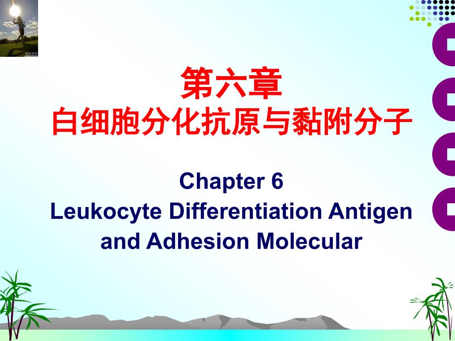 白细胞分化抗原与黏附分子_第1页