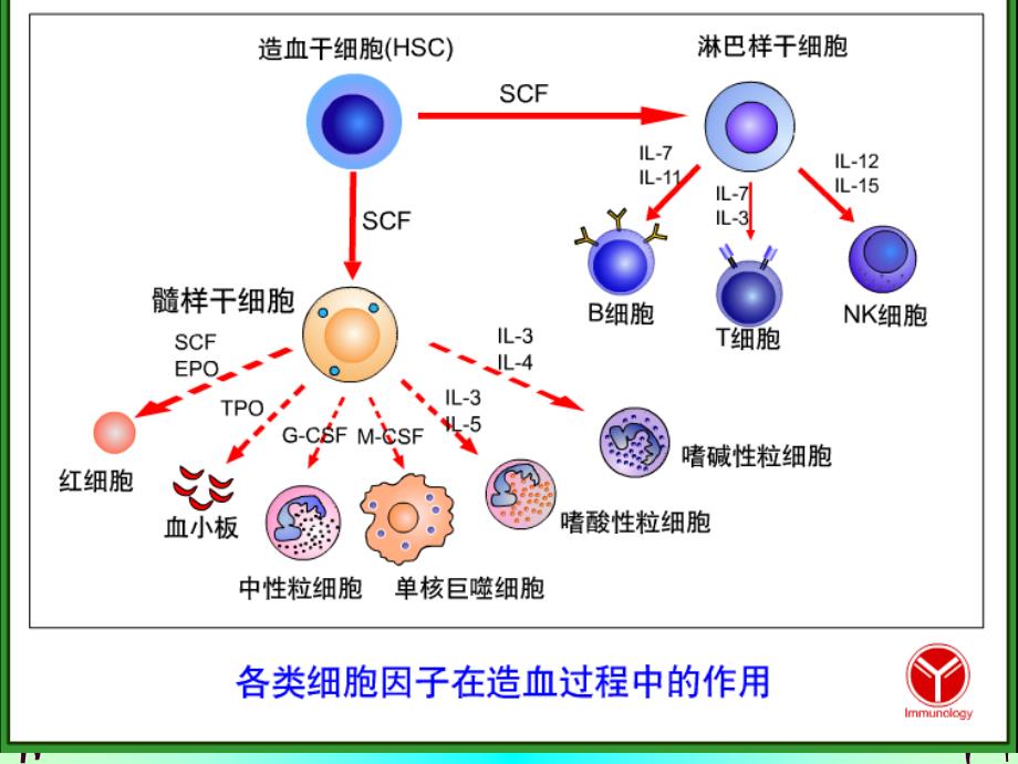 白细胞分化抗原与黏附分子_第4页