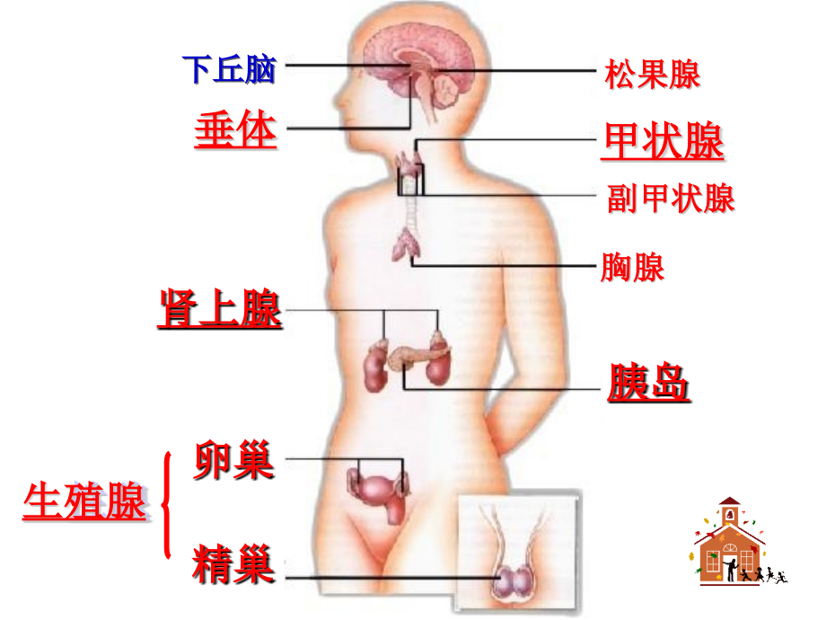 内分泌系统中信息的传递和调节_1_第4页