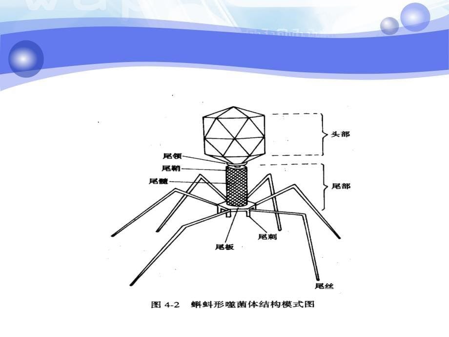 噬菌体第5章细菌的遗传与变异第6章细菌的耐药性课件_第5页