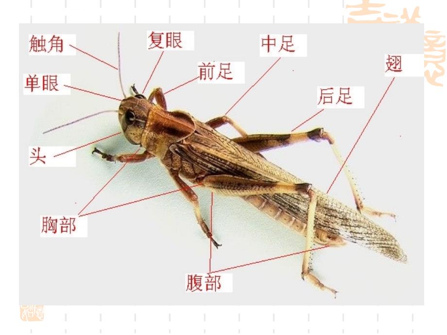 园林植物病虫害防治幻灯片2昆虫形态_第4页