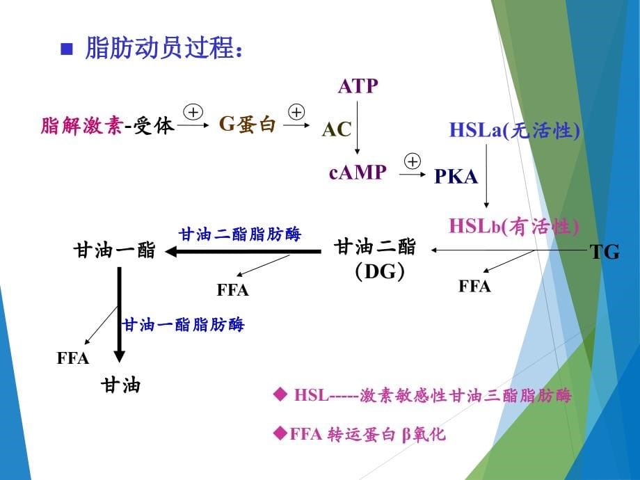 甘油三酯和磷脂代谢脂代谢_第5页