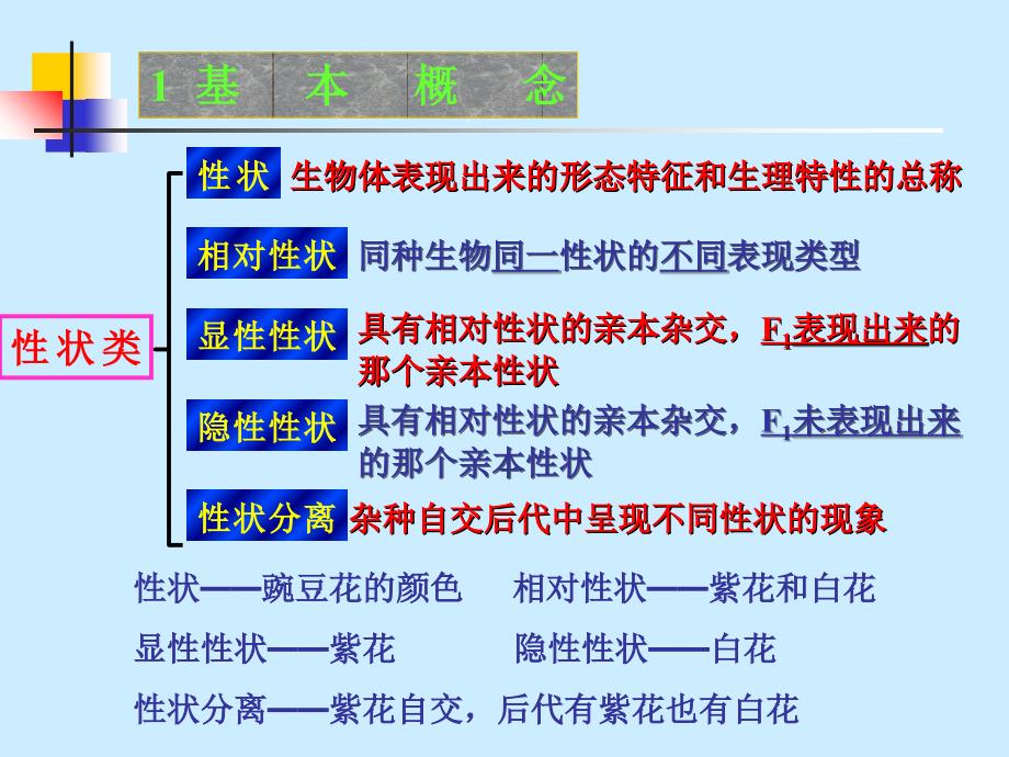 遗传定律的复习课件_第2页