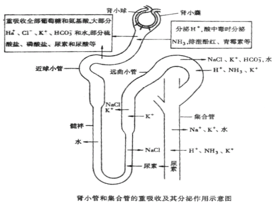 利尿药及脱水药_1课件_第3页