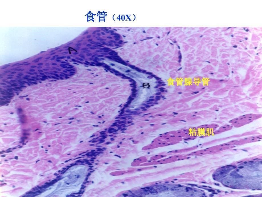 实验六：消化管课件_第5页