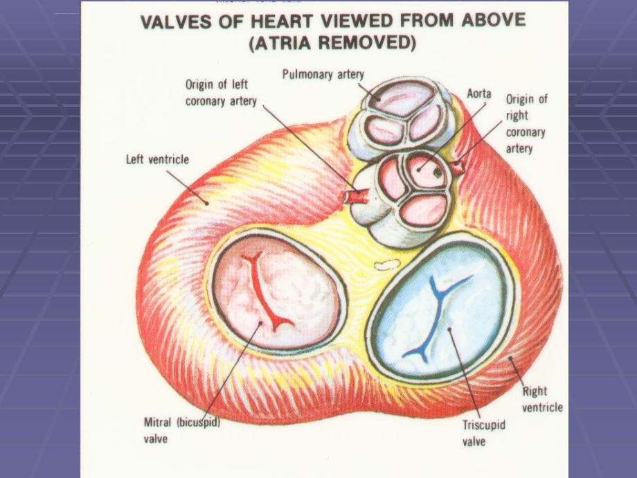 心脏瓣膜病的病征课件_第2页