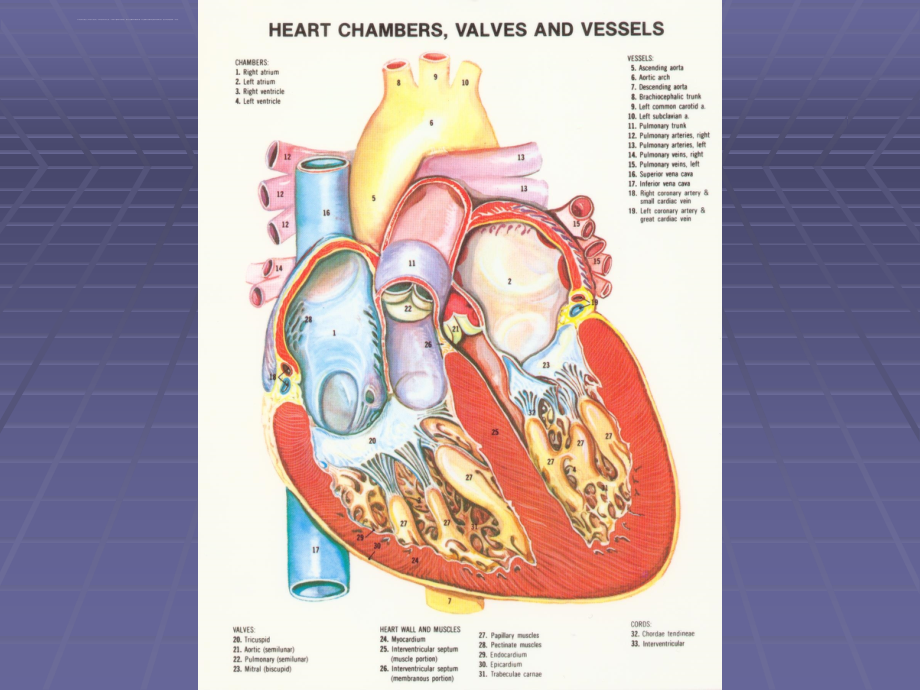 心脏瓣膜病的病征课件_第3页