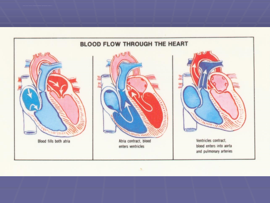 心脏瓣膜病的病征课件_第4页