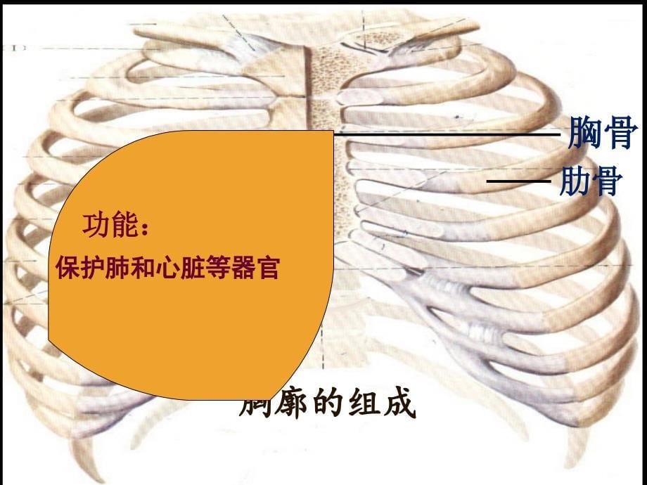 发生在肺内的气体交换_32课件_第5页