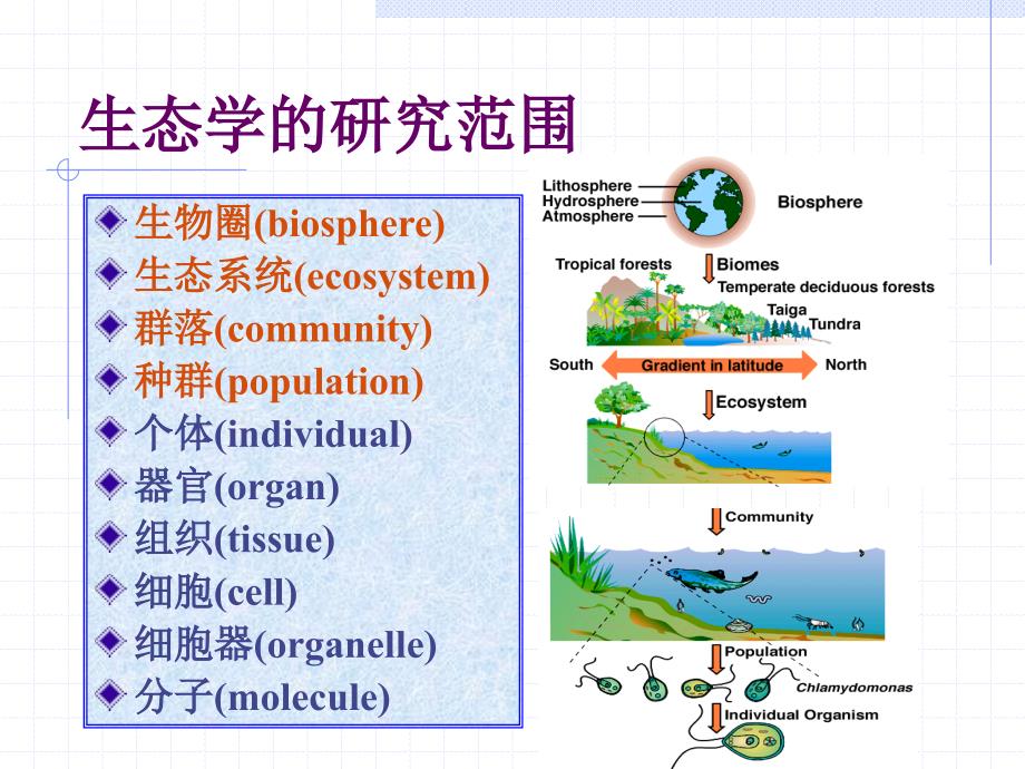 华理微生物专业课幻灯片9_第2页