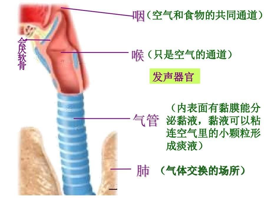 人体的呼吸复习幻灯片必用_第5页