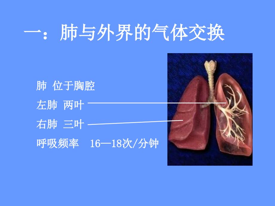 发生在肺内的气体交换_10课件_第4页