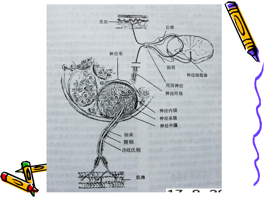 周围神经损伤的临床康复课件_第4页