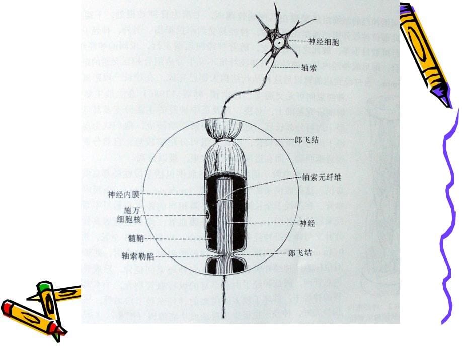 周围神经损伤的临床康复课件_第5页