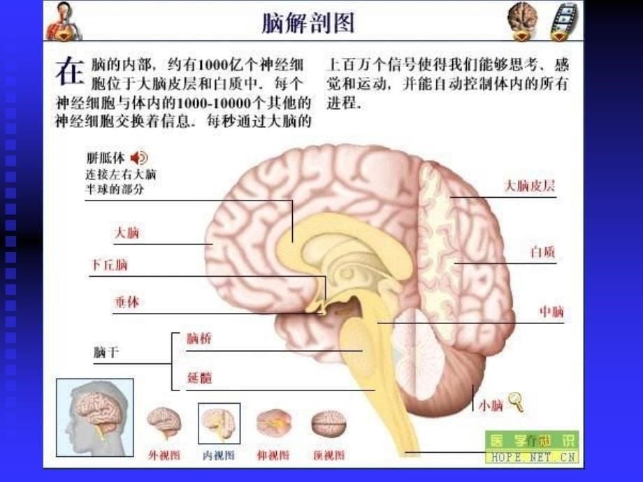 《药理学》解热镇痛抗炎药课件_第5页