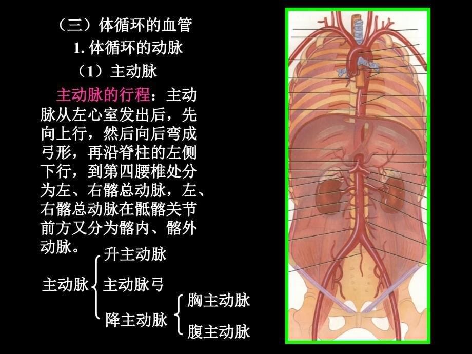 人体解剖生理学课件02_第5页