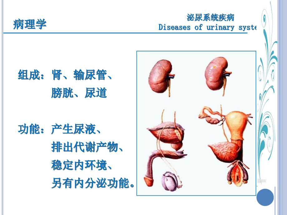 临床医学-病理学-泌尿系统疾病_第2页