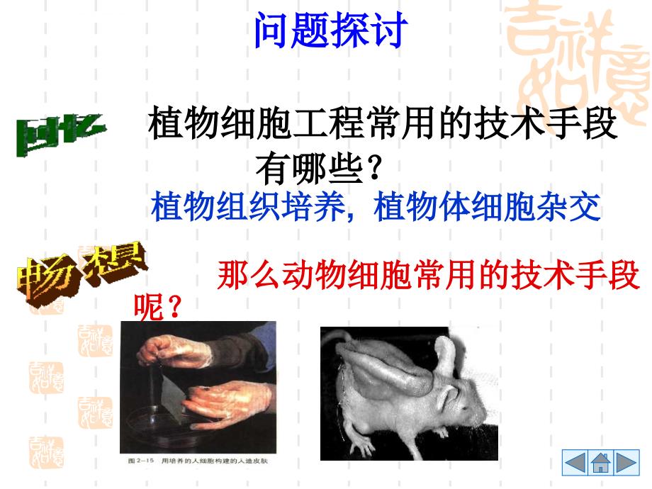 人教版教学幻灯片定稿动物细胞培养和核移植技术_第2页