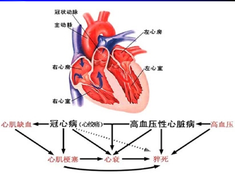 抗心绞痛药及抗动脉粥样硬化药课件_第4页