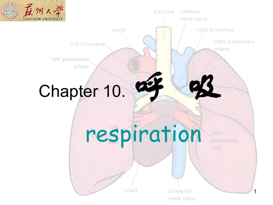 大学生理学-呼吸系统课件_第1页