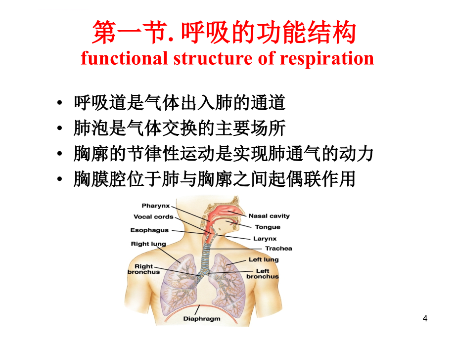 大学生理学-呼吸系统课件_第4页