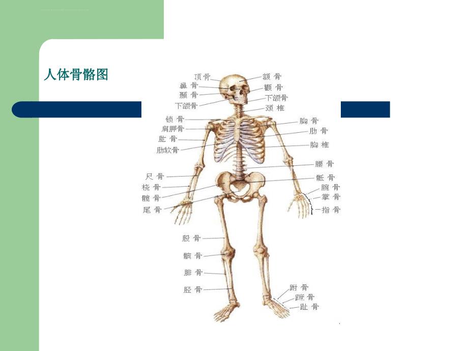 体育常识人体部位图课件_第3页