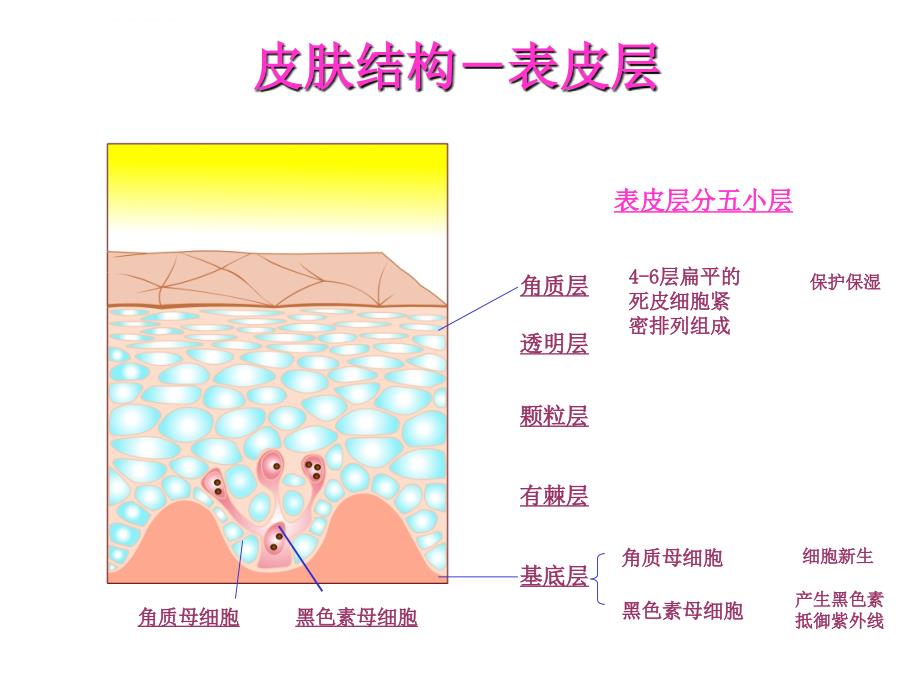 基础皮肤与产品知识课件_第4页