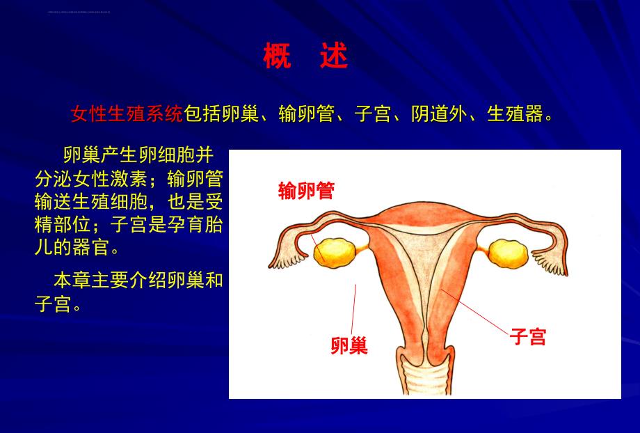 女性生殖系统_1课件_第2页