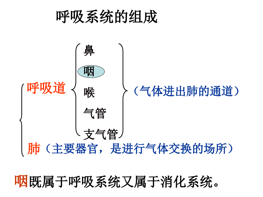 人体的呼吸复习幻灯片_第3页