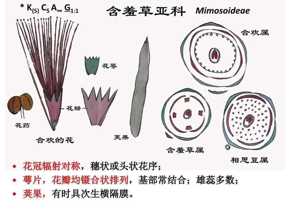 豆科 leguminosae_第5页