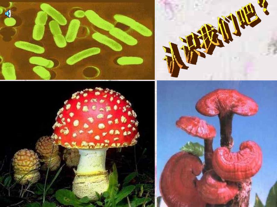 八年级生物---细菌和真菌在自然界中的作用--ppt幻灯片_第3页
