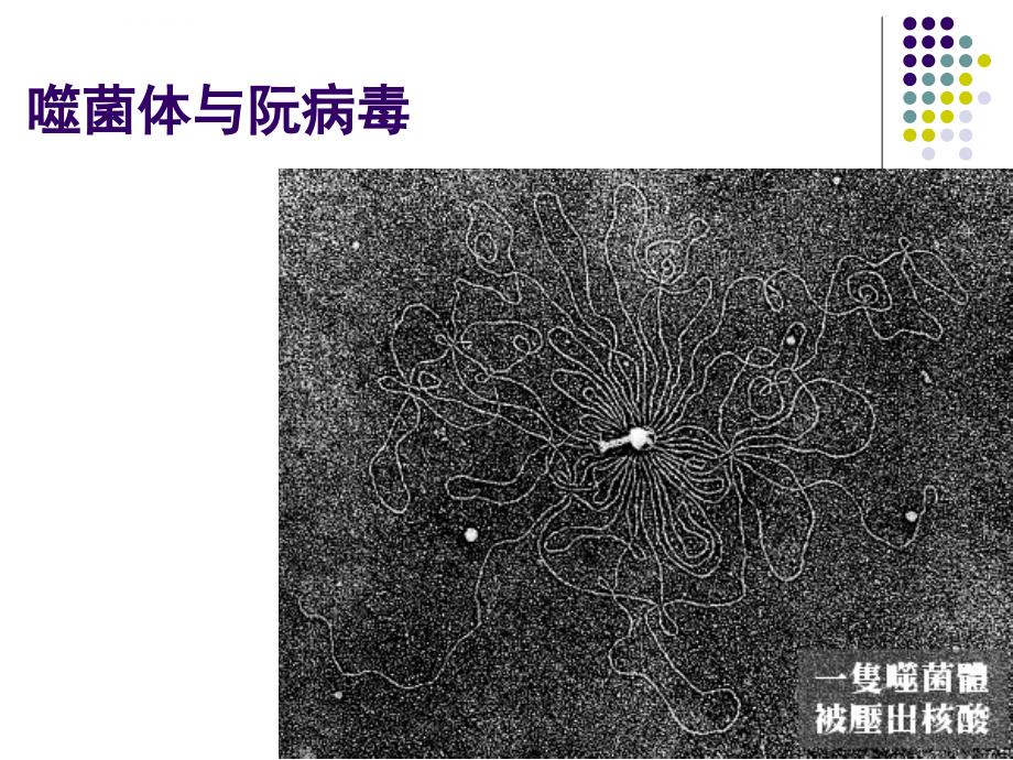 噬菌体与阮病毒课件_第1页