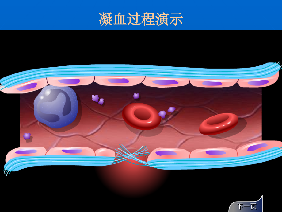作用及血液及造血系统药课件_第3页