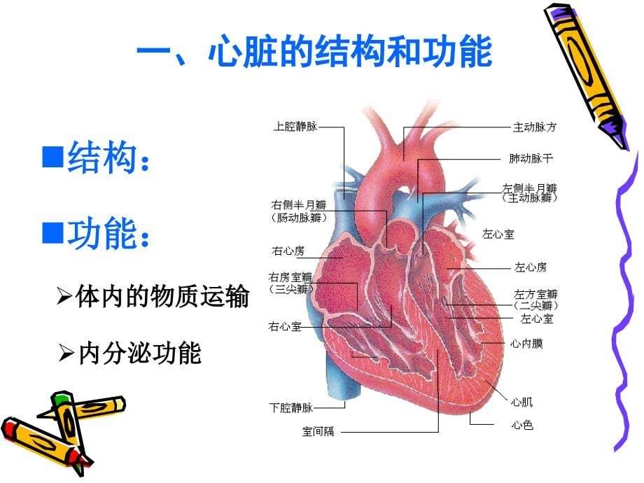 心肌损伤标志物检验课件_第5页