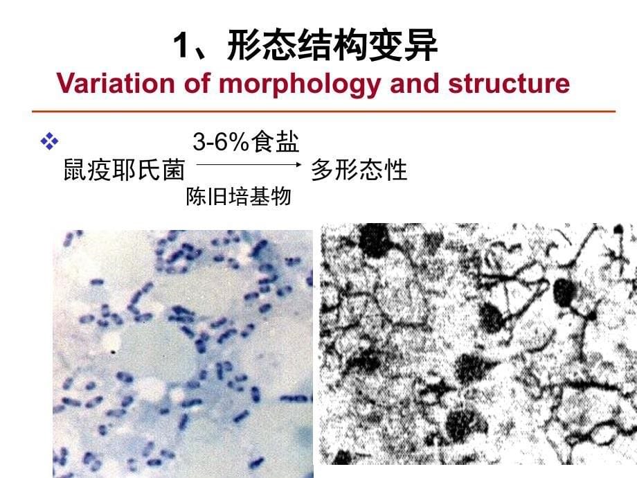 微生物学遗传与变异课件_第5页