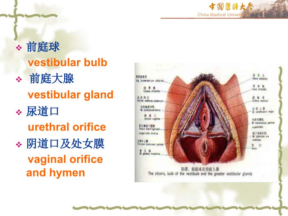 女性生殖系统解剖图课件_第3页