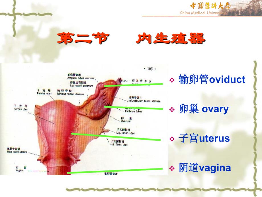 女性生殖系统解剖图课件_第4页