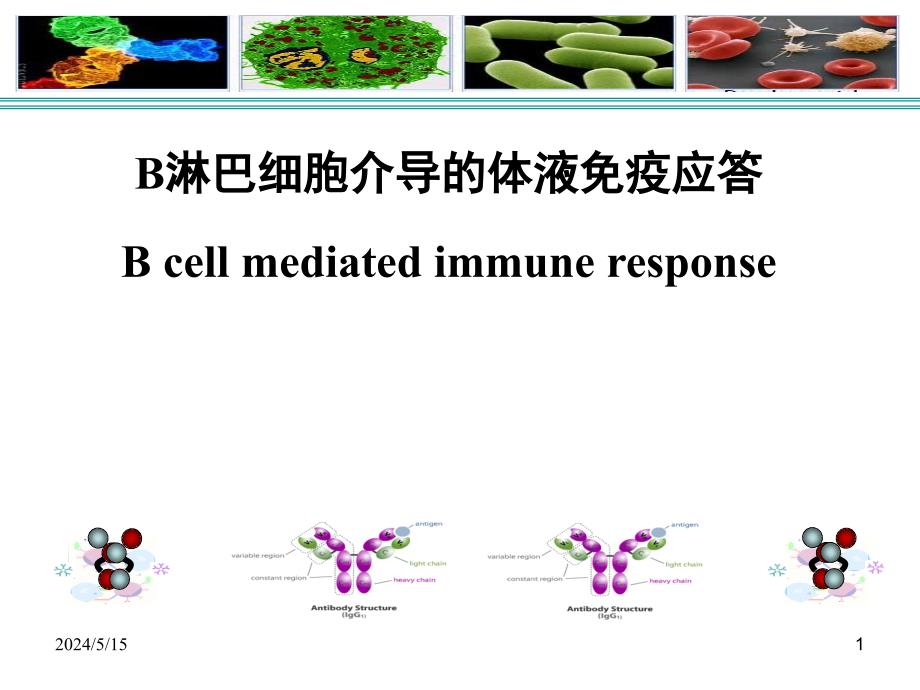 免疫学b细胞介导的体液免疫应答2课件_第1页