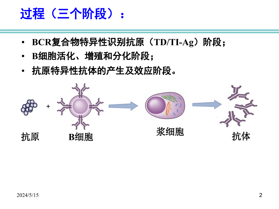 免疫学b细胞介导的体液免疫应答2课件_第2页