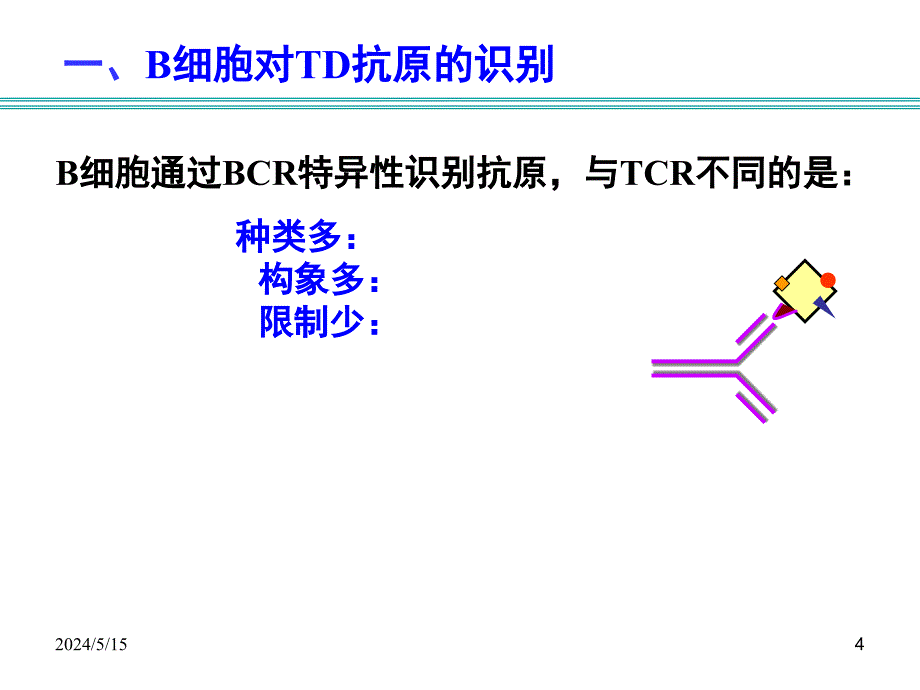 免疫学b细胞介导的体液免疫应答2课件_第4页