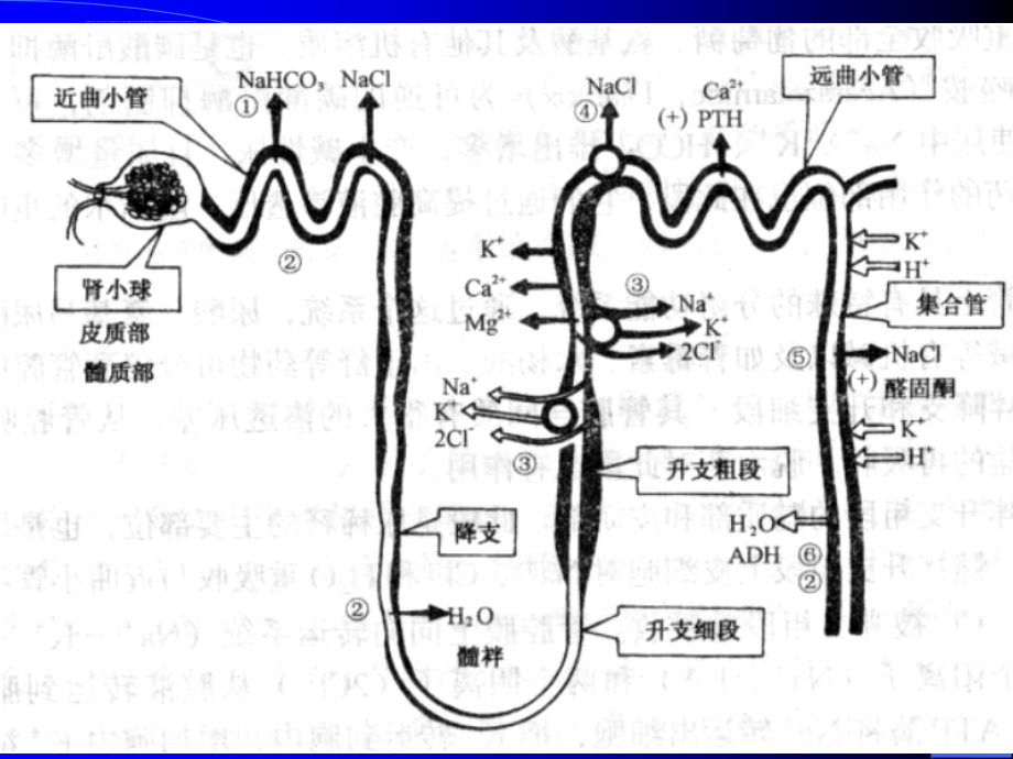中国药科大学药理学第33章利尿药和脱水药课件_第4页