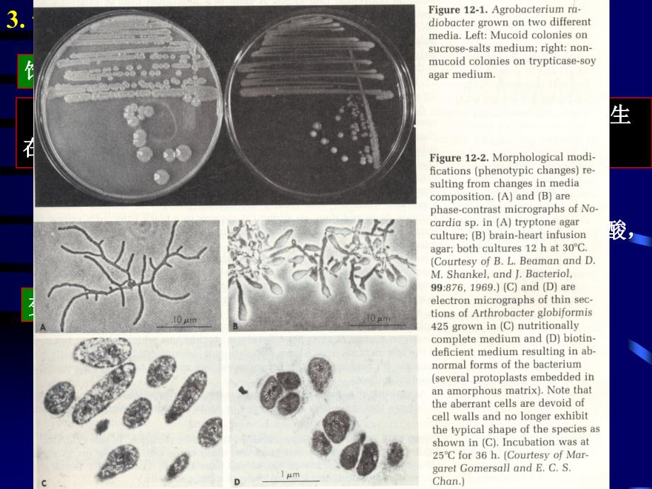 微生物遗传学（一）课件_第4页