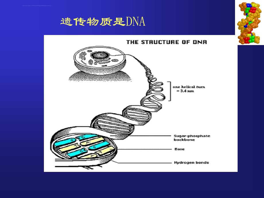 微生物幻灯片_第2页