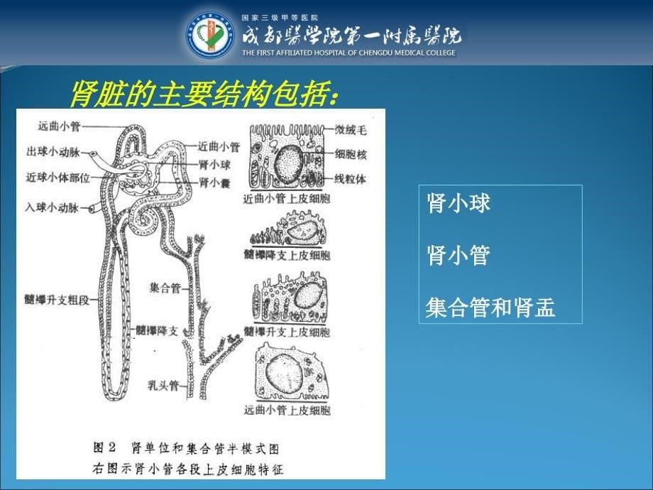 肾脏病学基础_第5页