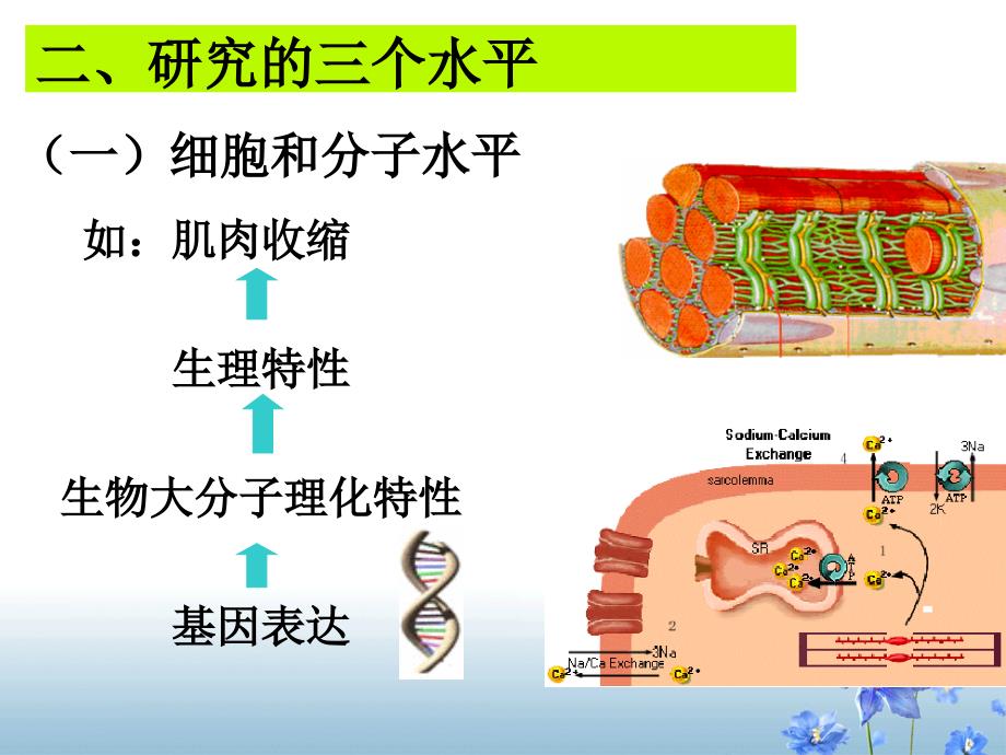 人体解剖生理学-绪论课件_第4页