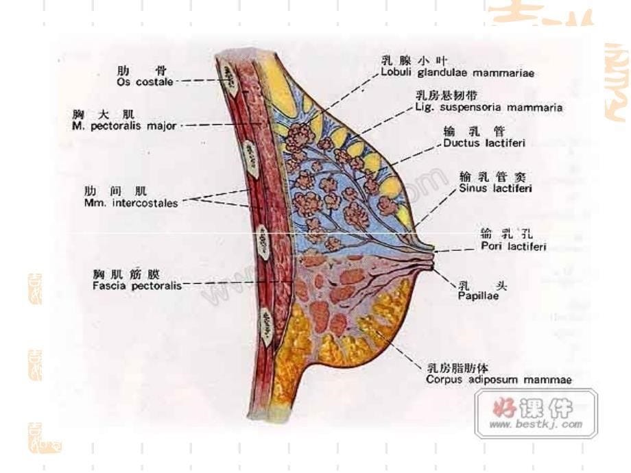 高级催乳师培训经典幻灯片2-1_第5页